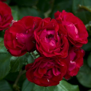 Rosa BAL MASQUE® Meilarkanj