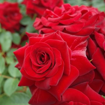 Rosier Niccolo Paganini ® Meicairma