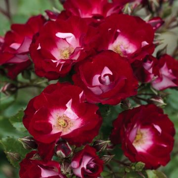 Rosa LOVITA ® II Meimasula