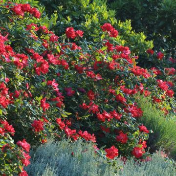 Rosa KNOCK OUT ® Radrazz