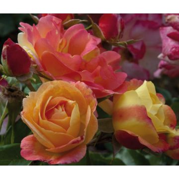 Rosa a cespuglio TZIGANE ® Meimucho