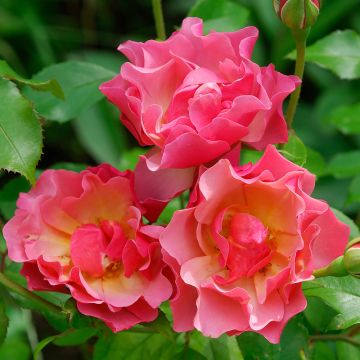 Rosa Charleston ® Meikokan