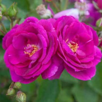 Rosaletto a mezzofusto BLUEBELL ® Meimindefer