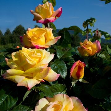 Rosa rampicante MME MEILLAND