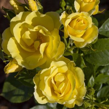 Rosa rampicante Happiness ® Meilaclost