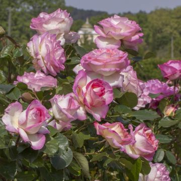 Rosa rampicante PRINCESSE DE MONACO Meibergami