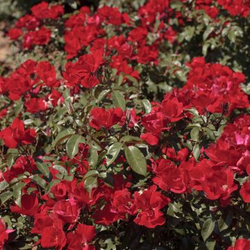 Rosa LA SEVILLANA ® Plus Meishitai