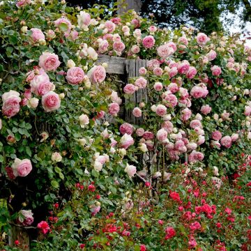 Rosa rampicante PIERRE DE RONSARD ® Meiviolin