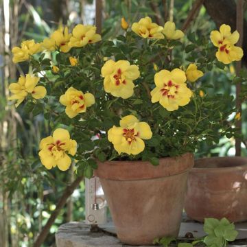 Rosier Eyeconic ® Meipouzmoi