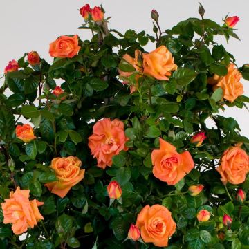 Rosa rampicante LOUIS DE FUNES Meirestifsar