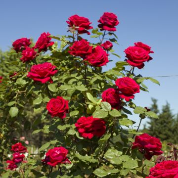 Rosa rampicante Botero ® Meiafonesar