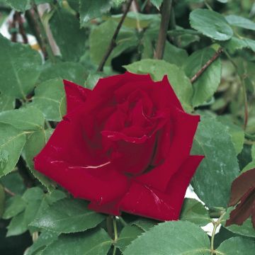 Rosa rampicante Ena Harkness