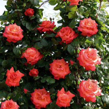 Rosa rampicante Cristoforo Colombo ® Meironssesar