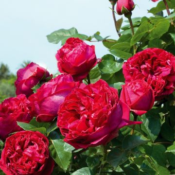Rosa rampicante Eric Tabarly ® Meidrason