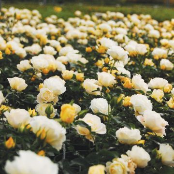 Rosa Popcorn DRIFT ® Novarospop