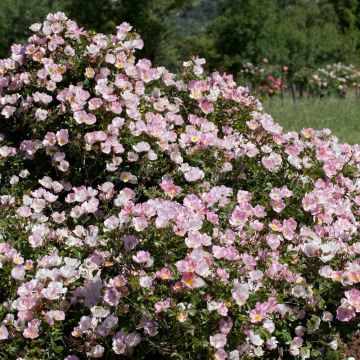 Rosa BINGO MEILLANDECOR Meipotal