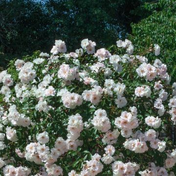 Rosa Ice Meillandecor ® Meivahyn