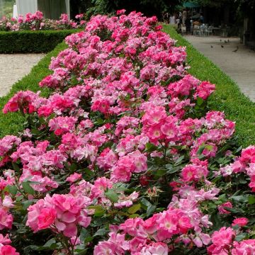 Rosa RODIN ® Meigadraz (PINK KNOCK OUT ®)
