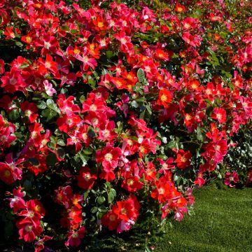 Rosa Candia Meillandécor ® Meiboulka