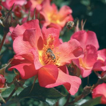 Rosa KAMPAY ® (YANN ARTHUS-BERTRAND ®) Meipelmel