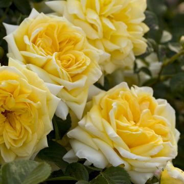 Rosa Piangente NADIA MEILLANDECOR ® Meibalneo