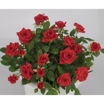 Rosa BABY BACCARA ® Meipaede