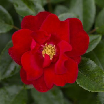 Rosa paesaggistica MOULIN ROUGE ® Meitraligh