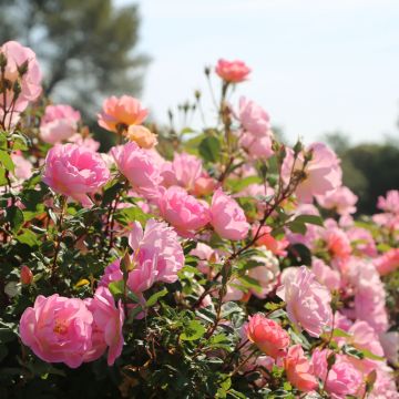 Rosa paesaggistica Pink CHANTILLY ® Meilevire