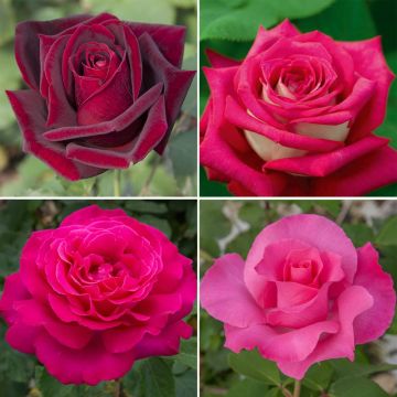 Collezione rose Grandi Profumi PERFUMELLA ®