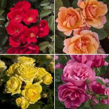 Collezione Siepe di rose