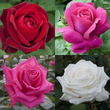 Collezione rose grandi profumi