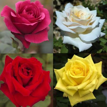 Collezione rose a cespuglio grandi profumi