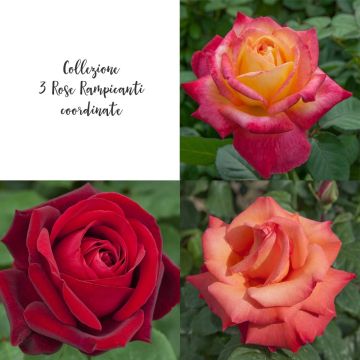 Collezione 3 rose rampicanti coordinate