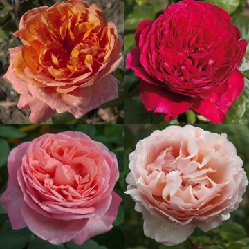 Collezione di 4 rose romantiche profumate
