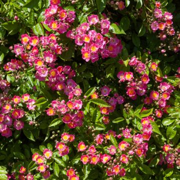 Rosa rampicante liana Maria Lisa MR