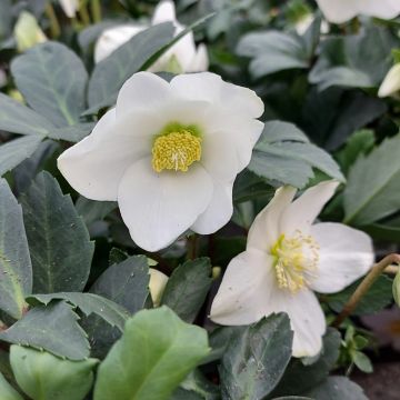 Elleboro Rosa di Natale  'Christmas Carol'