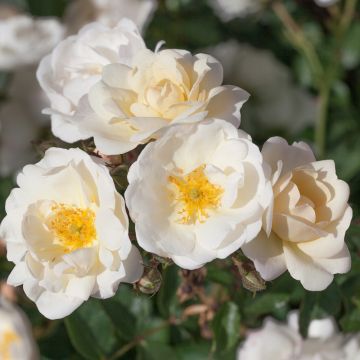 LA GRANDE MOTTE Meimeigea