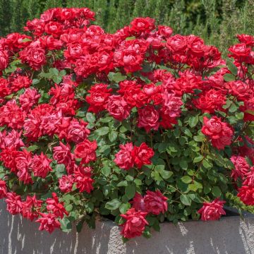 Rosier Double KNOCK OUT® Radtko