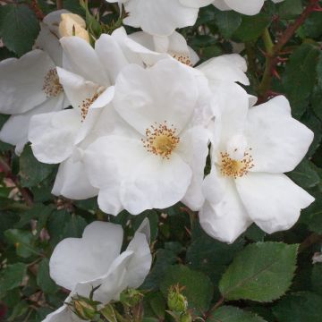 Rosa White KNOCK OUT ® Radwhite
