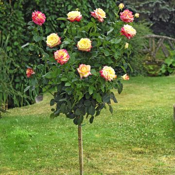 Rosa ad alberello Oriental PEACE ® Baipeace - 160/170 cm Grandi Fiori