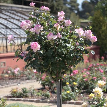 Rosa ad alberello PRINCESSE DE MONACO ® Meimagarmic - 160/170 cm Grandi Fiori