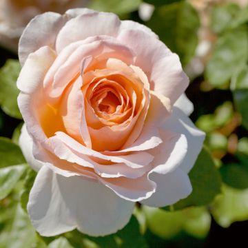 Rosa ad alberello ANDRE LE NOTRE ® Meiceppus - 160/170 cm Grandi Fiori