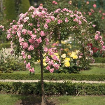 Rosa Piangente SCHUSS ® Meiliaxi