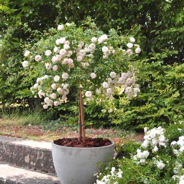 Rosier Demi-tige semi-retombant Icy DRIFT ® Meipicdevoj