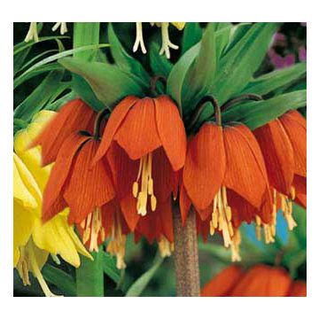 Corona imperiale Rubra