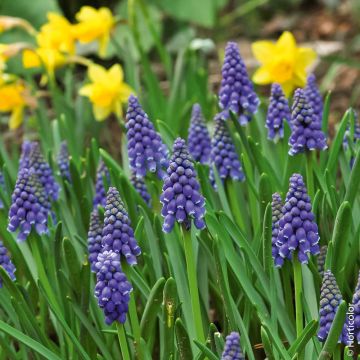 Muscari dell'Armenia