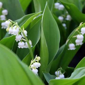 Muguet Nantais blanc