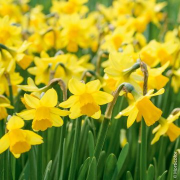 Narcisi di Rocciato Tête à Tête