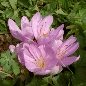 Colchique Hybride The Giant