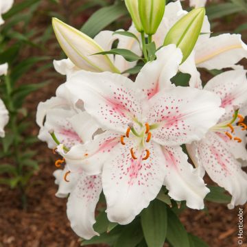 Giglio orientale Muscadet